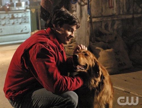 TheCW Staffel1-7Pics_302.jpg - SMALLVILLE"Krypto" (Episode #414)Image #SM414-9740Pictured: Tom Welling as Clark Kent with "Krypto" the DogCredit: © The WB/David Gray